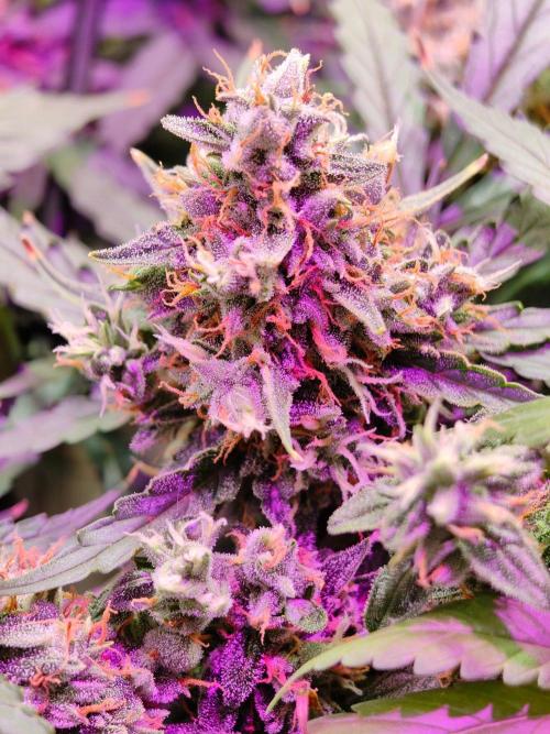 Jock Horror Auto. Week 13