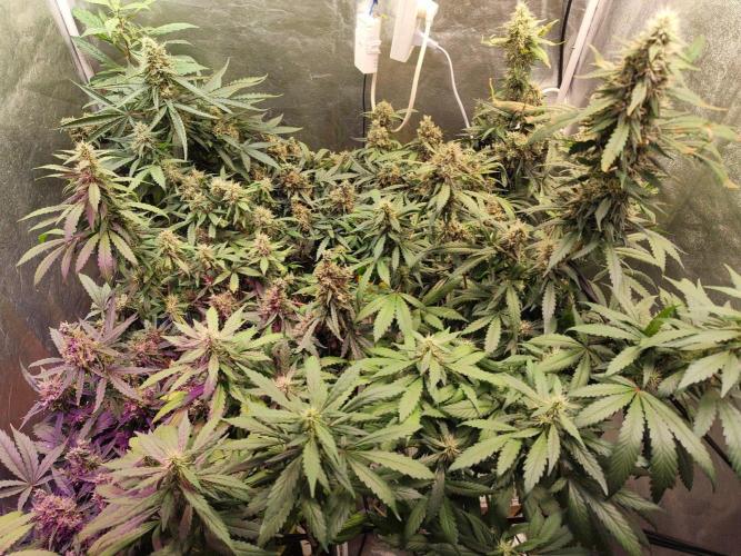 Jock Horror Auto. Week 14