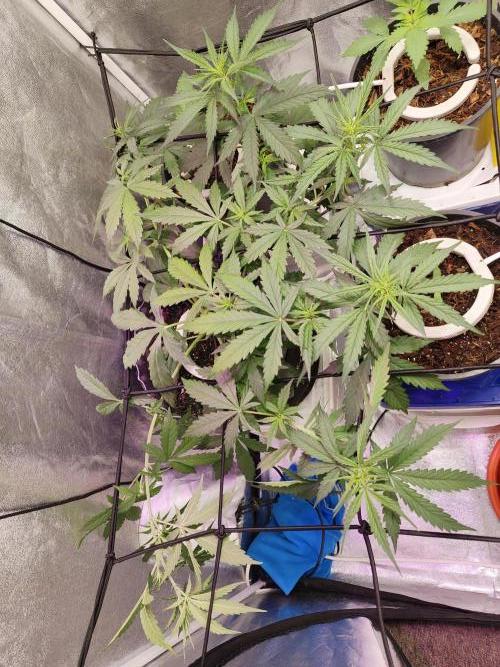 Jock Horror Auto. Week 5