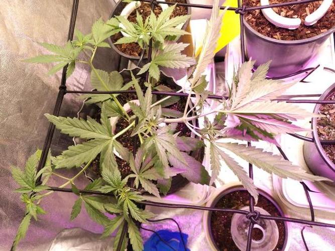 Jock Horror Auto. Week 3