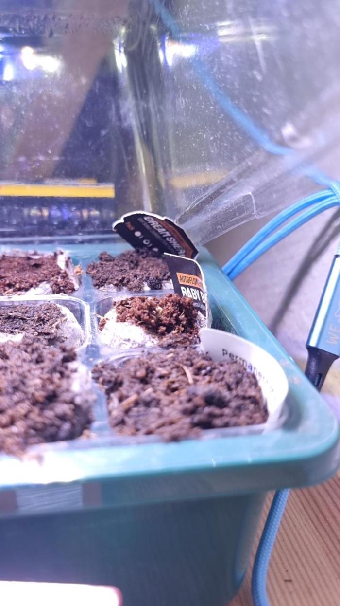Grow no. 3. Week 0 - Germinated in water glass. 