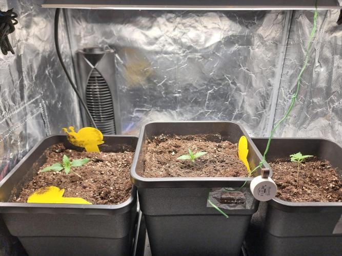 Grow no. 3. Week 1 - Not all of my owned gear set up yet, but they can at least start growing, right?