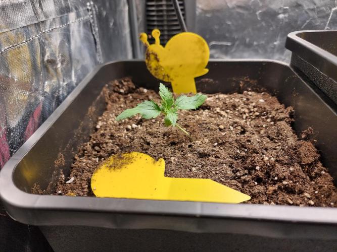 Grow no. 3. Week 1 - Permanent Marker photo