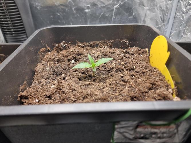 Grow no. 3. Week 1 - Dream sherbet auto