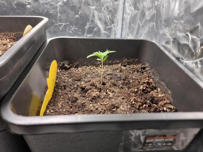 Grow no. 3. Week 1 - Babyboom auto