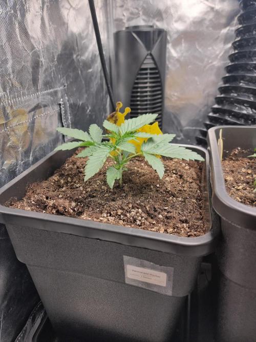 Grow no. 3. Week 2 - Permanent Marker