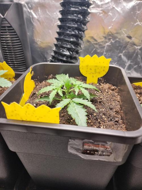 Grow no. 3. Week 2 - Dream sherbet