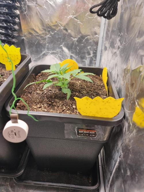 Grow no. 3. Week 2 - Baby boom