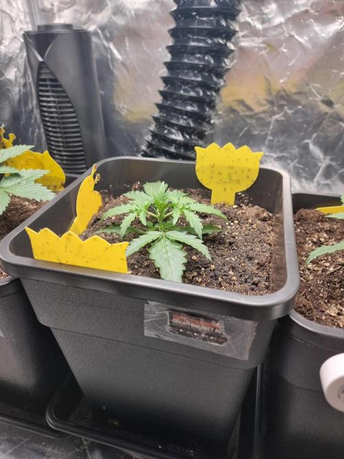 Grow no. 3. Week 2 - Overview