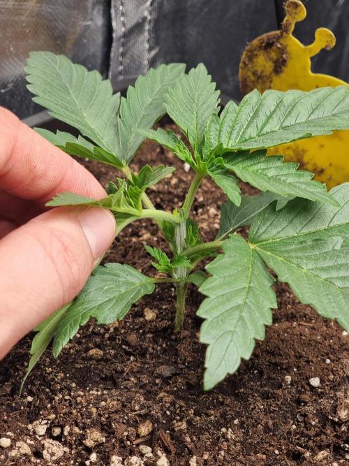 Grow no. 3. Week 2 - Topped marker