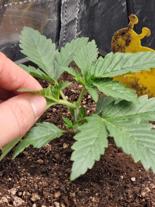 Grow no. 3. Week 2