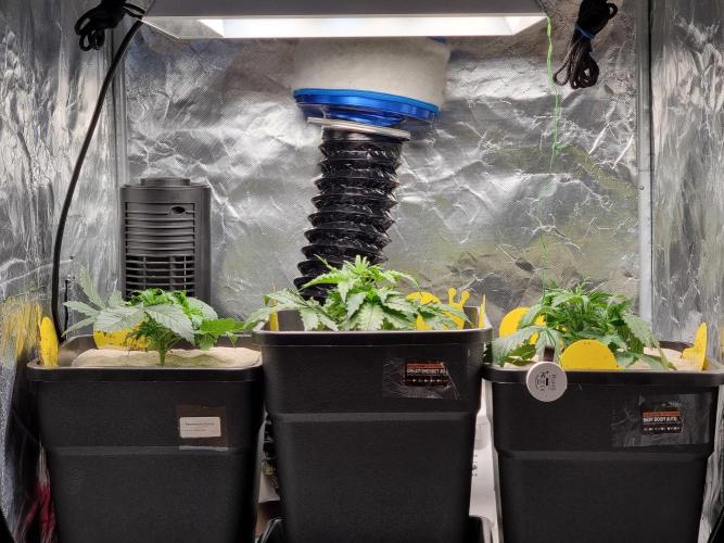 Grow no. 3. Week 3