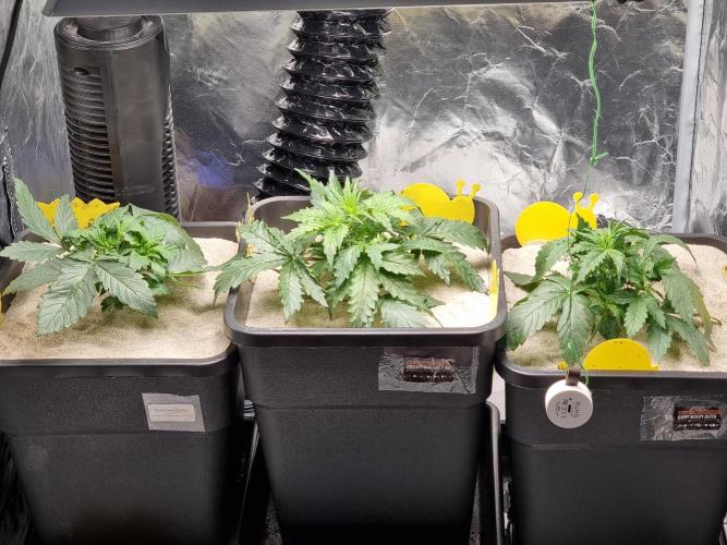Grow no. 3. Week 3