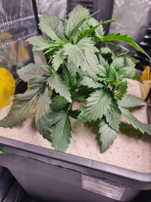 Grow no. 3. Week 3 - Topped permanent marker