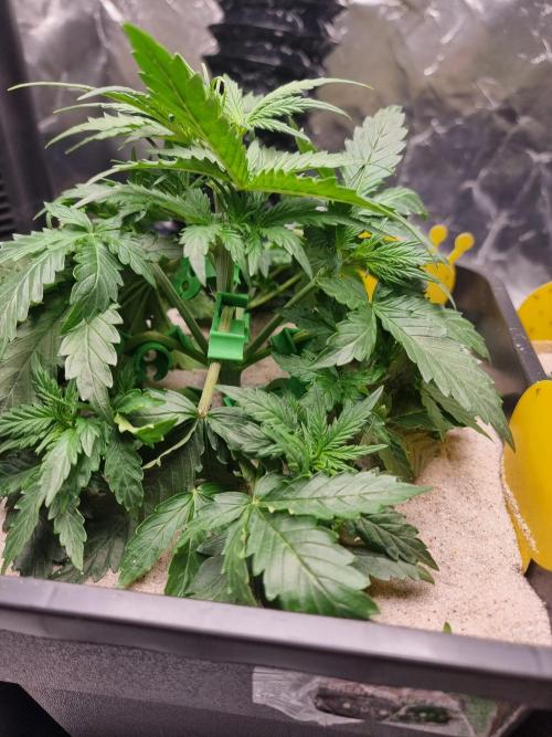 Grow no. 3. Week 3 - Dream sherbet LST