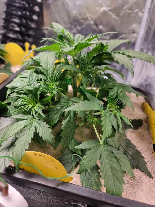 Grow no. 3. Week 3 - Babyboom LST