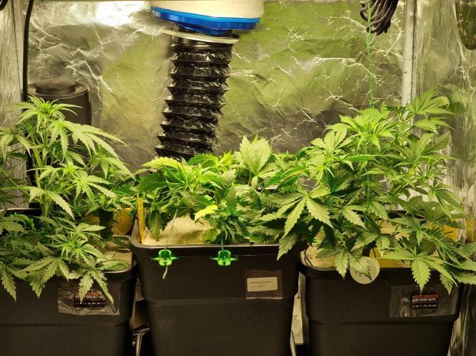 Grow no. 3. Week 4 - I swapped the position of thr permanent marker sinc it's the smallest plant
