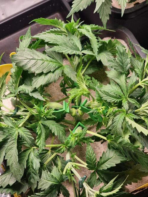 Grow no. 3. Week 4 - Topped permanent marker