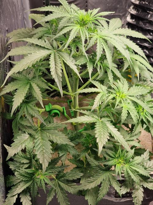 Grow no. 3. Week 4 - Dream Sherbet Auto