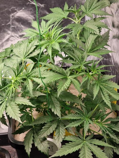 Grow no. 3. Week 4 - Baby Boom Auto