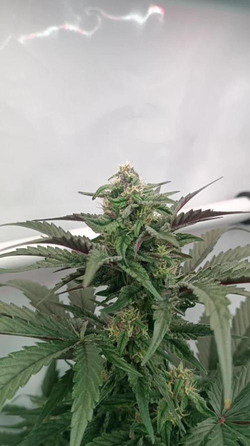 Fast Bud🏎️ Big Bud✂️