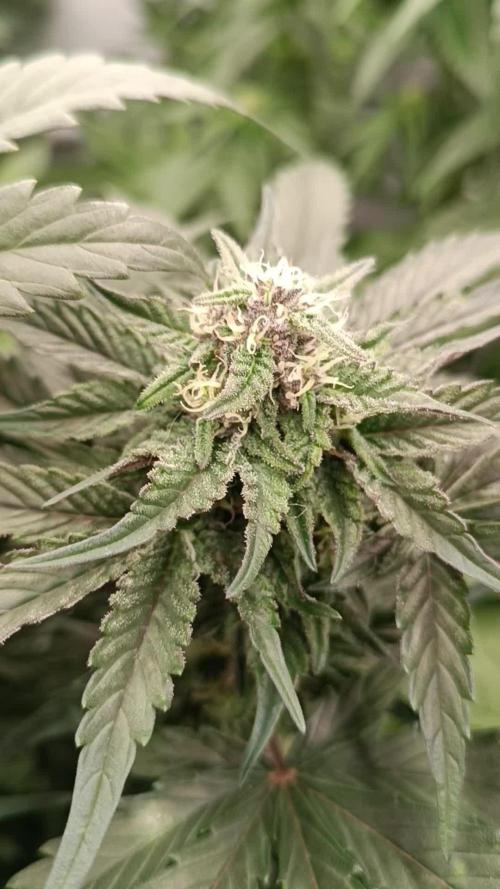 Fast Bud🏎️ Big Bud✂️