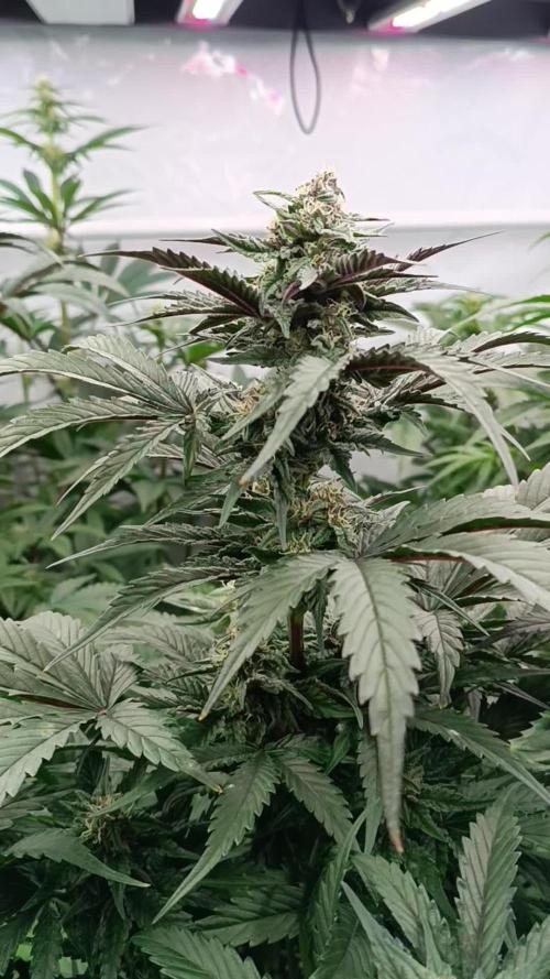 Fast Bud🏎️ Big Bud✂️
