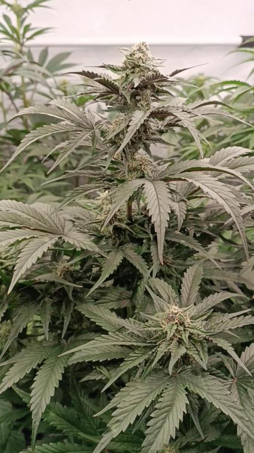 Fast Bud🏎️ Big Bud✂️