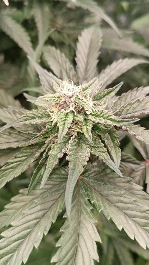 Fast Bud🏎️ Big Bud✂️