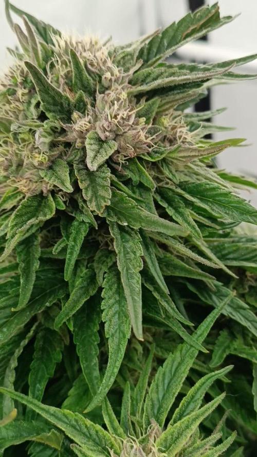 Double Stuffed Sorbet🍃