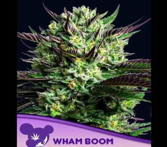 🔥🌱 „Grow Report: Elementz von Anesia Seeds“ – Gewinne die neuen Calypso Sunrocks! 🌟🍃