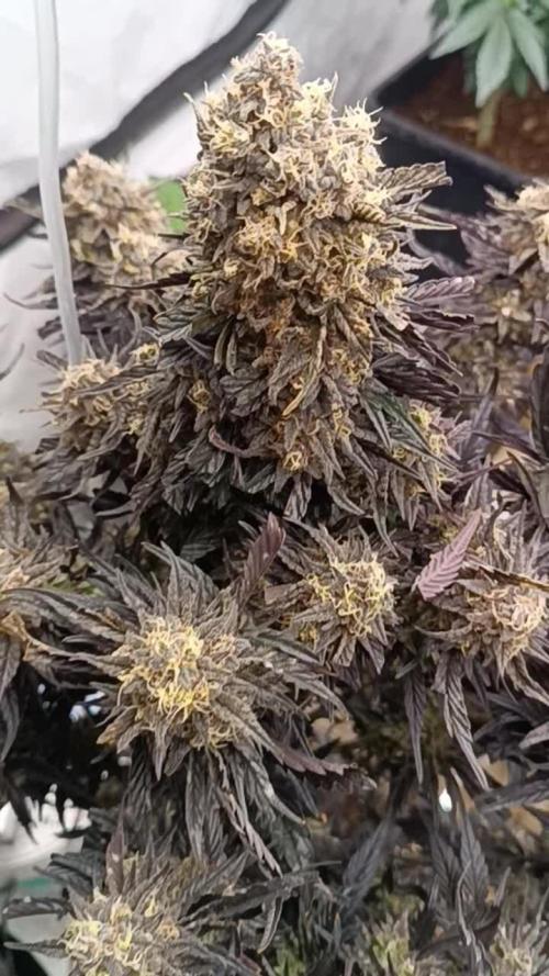 Double Stuffed Sorbet🍃
