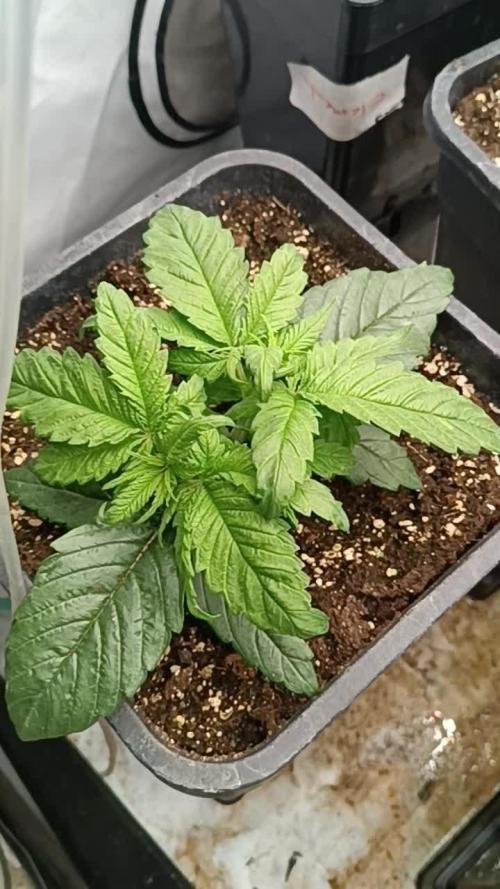 "🌱 Anesia Seeds Smashberry Fumez 🌿 | Growshop & Ergebnisse"