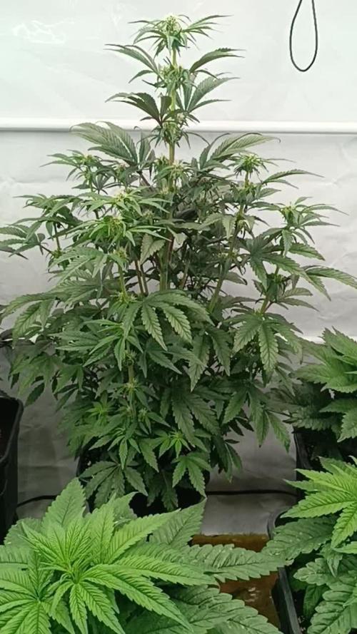 "🔥 El Xupet Negre: Graffiti-Vibes & Grow-Erfolg mit Advanced Nutrients 🚀 | Growshop-Tipps"