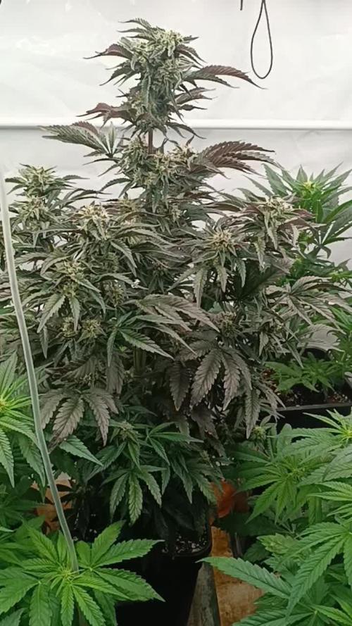 "🔥 El Xupet Negre: Graffiti-Vibes & Grow-Erfolg mit Advanced Nutrients 🚀 | Growshop-Tipps"