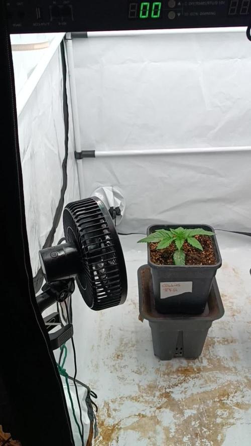 Glukies von Black Farm Genetix