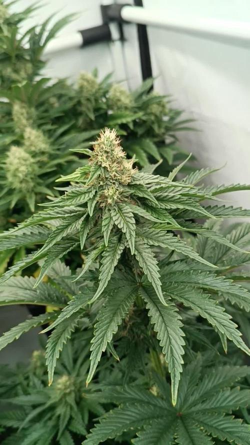 DNA Genetics - Michael Jordan