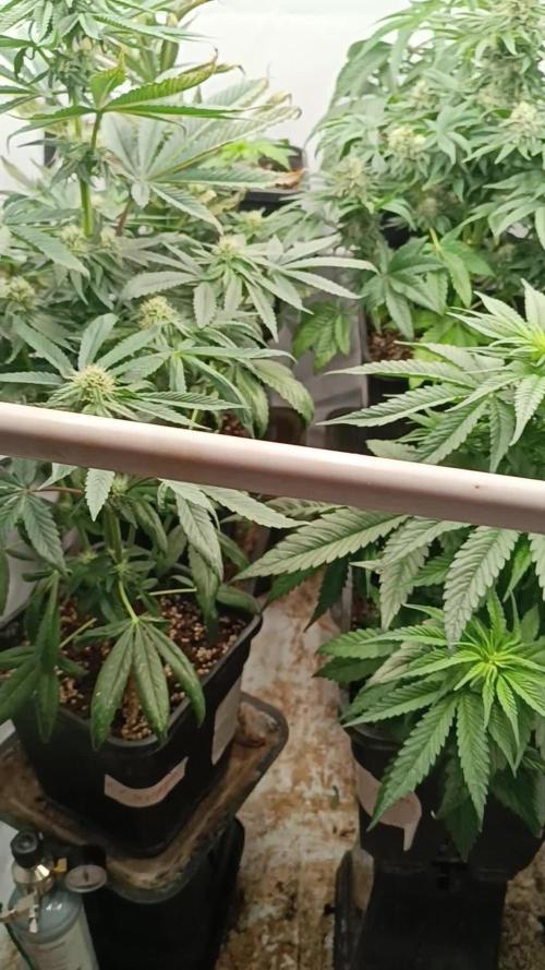 El Xupet Negre von R-Kiem Seeds Growing by Growshop Vibez