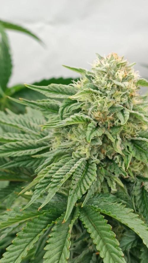 Glukies von Black Farm Genetix