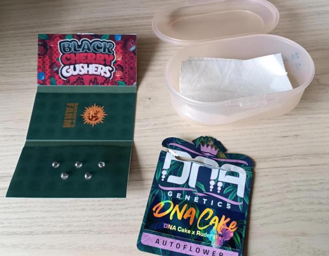 Black Cerry Gushers 🔥↙️🏀. Week 0