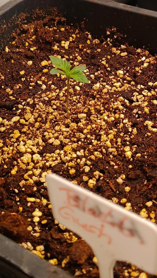 Black Cerry Gushers 🔥↙️🏀. Week 1