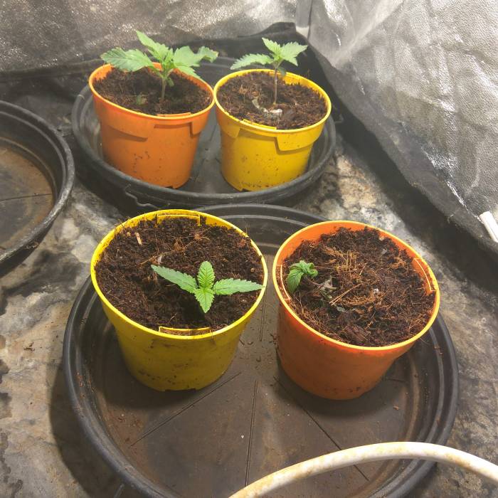 Fastbud, ADN, cree cod, Coco and me :). Week 2