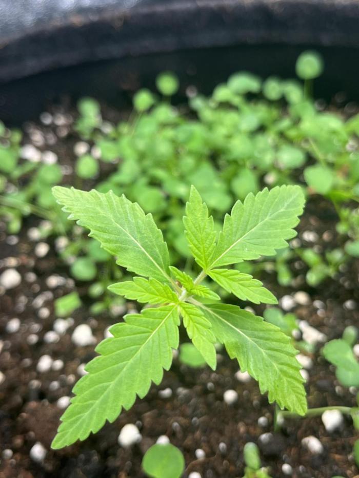 Brain Damage. Week 2