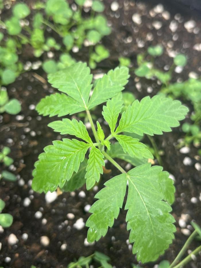 White Truffle. Week 2