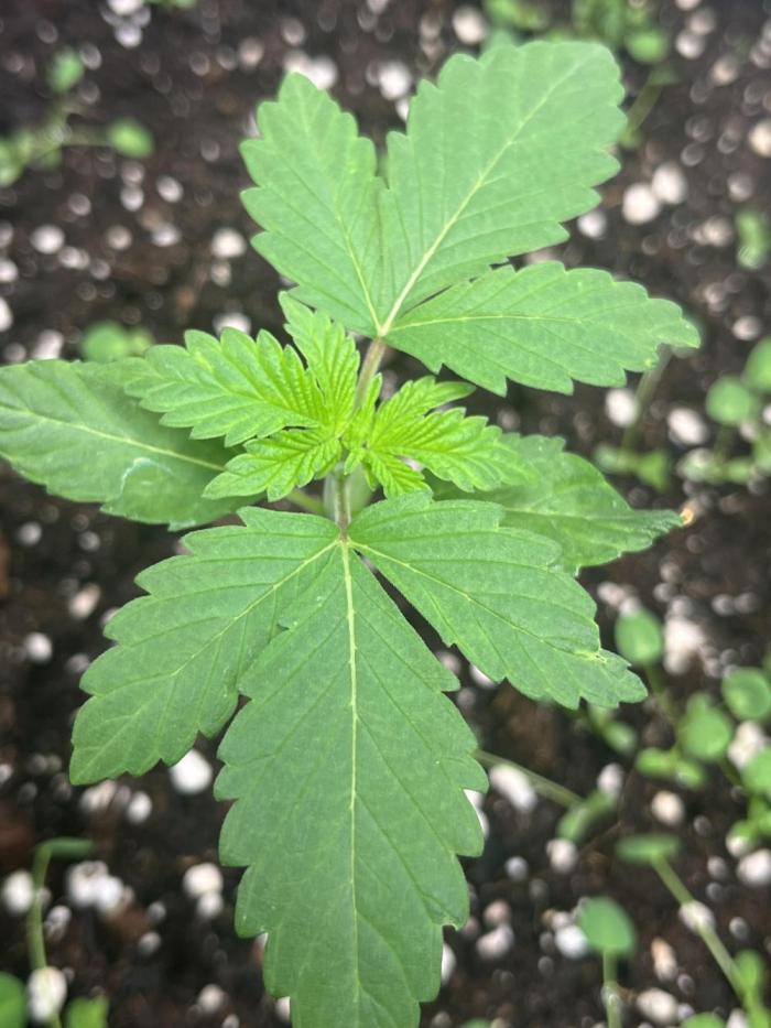 Frozen Cherry Runtz. Week 2