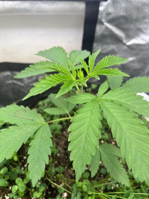 White Truffle. Week 3