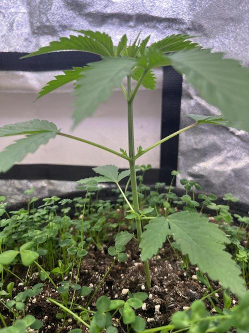 White Truffle. Week 3