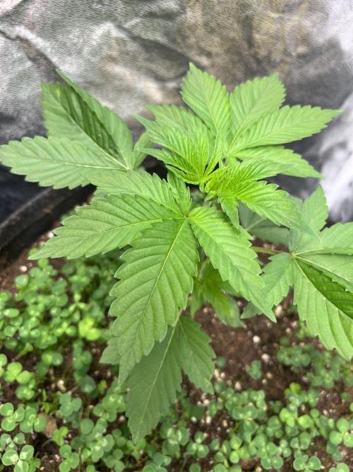 Frozen Cherry Runtz. Week 3