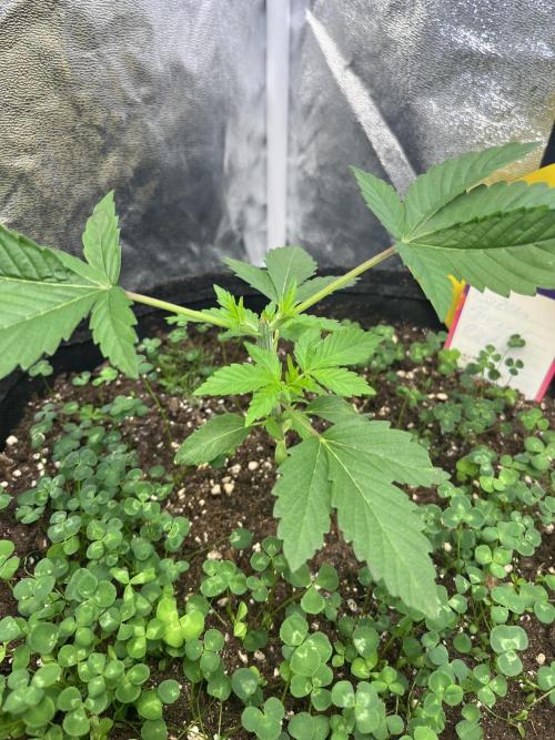 Frozen Cherry Runtz. Week 3