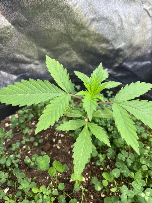 Brain Damage. Week 3